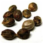 Семена марихуаны АК-47  (Seeds AK-47) в Первомайске